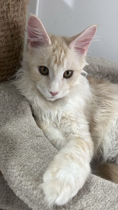 КОТЯТА_Продаются_