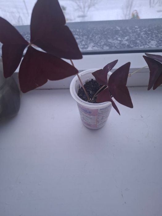 Продам кислицу, бабочки