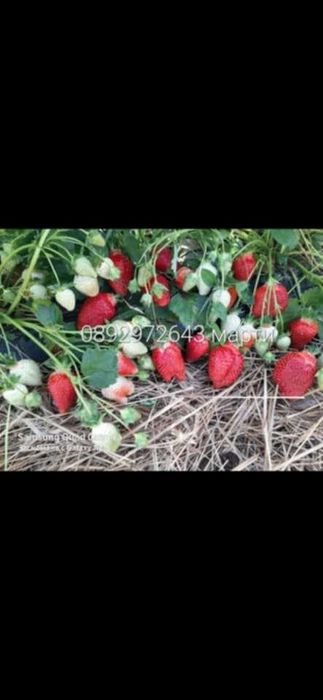 Разсад ягоди  целогодишни сортове