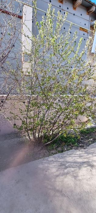 Черемуха куст отдам