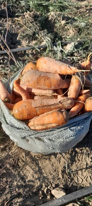 Морковь отходы для лошадей