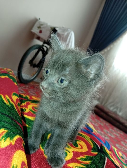 Породный кошка мальчик