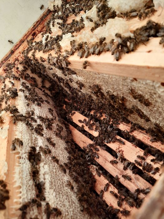 Miere certificată ecologic