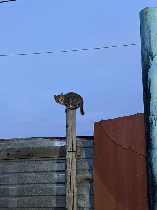 Кот симпотный пушискик