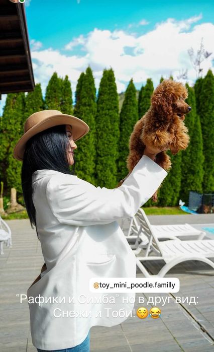 Toy & Mini poodle, FCI, Genetic, PL