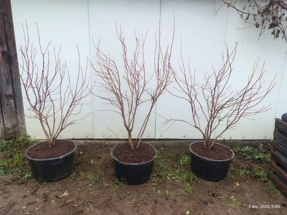 Afine cultură Duke anul 5