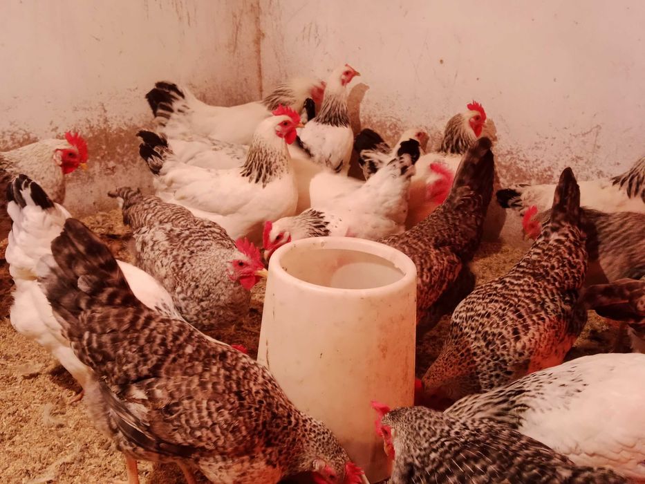 Адлерская серебристая