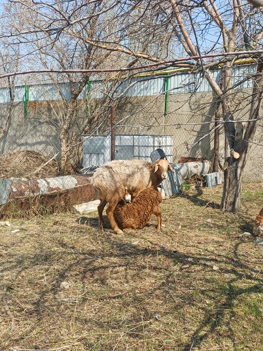 Арашан койлар козысымен