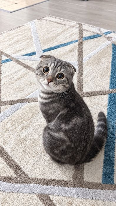 Продам шотландского вислоухого котика