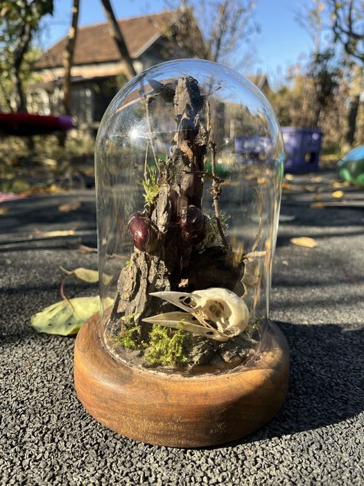 Insectar insecte bijuterie cadou