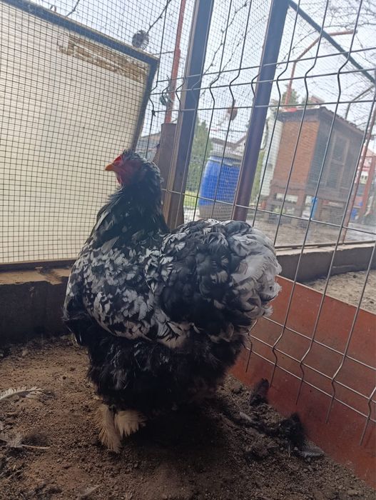 Cochinchina bobat și negru