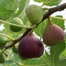 Smochin bifer 2 productii