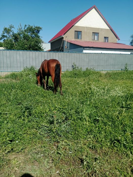 Продам кабылку 1 годдовалую