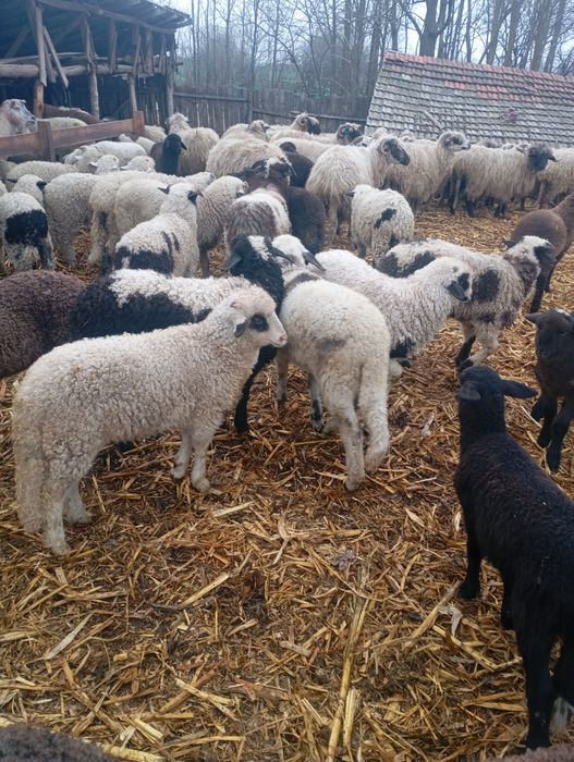 Vând miei de Paști