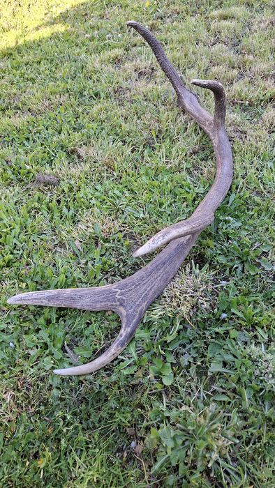 Еленски рог единичен