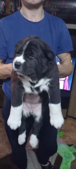 Продам щенков Алабая 100.000