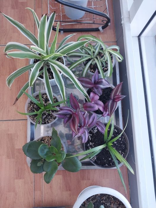 Продам комнатные цветы..