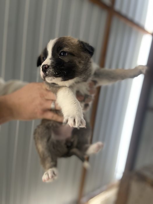 Щенки в поиске дома