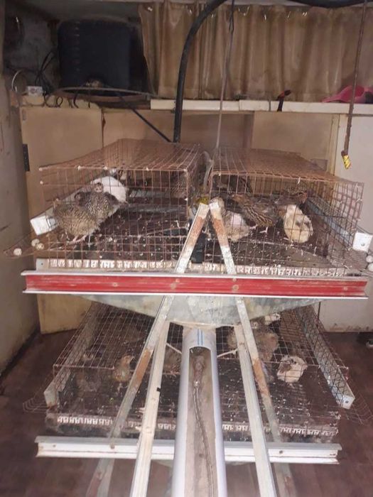 Продам перепелиную ферму