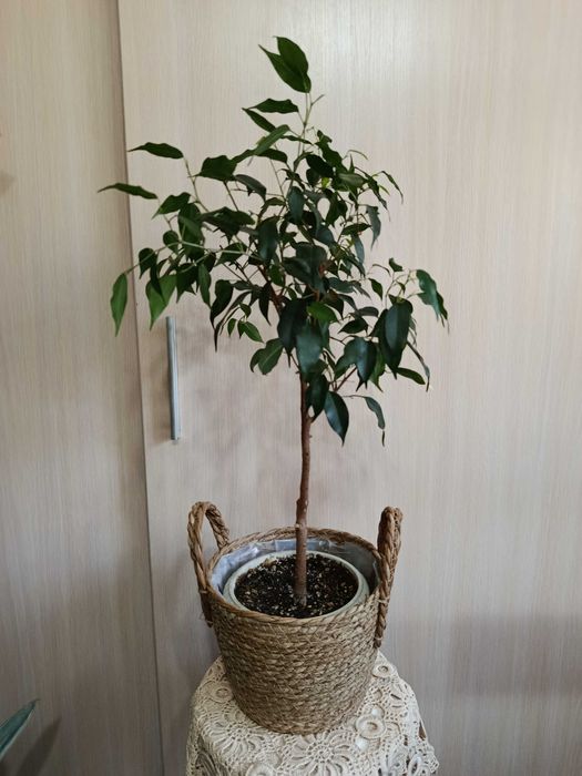 Фикус Бенджамина Даниэль (Ficus benjamina Danielle)