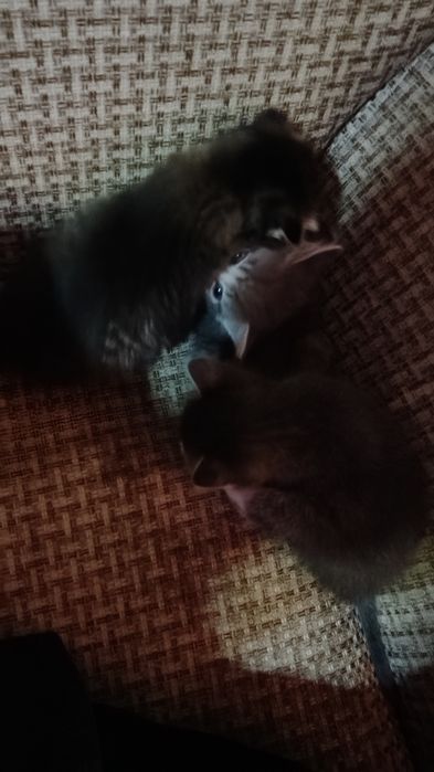 Отдадим котят в хорошие руки