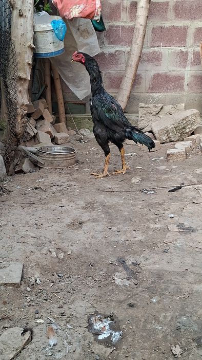 Дакан хөраз сатылады