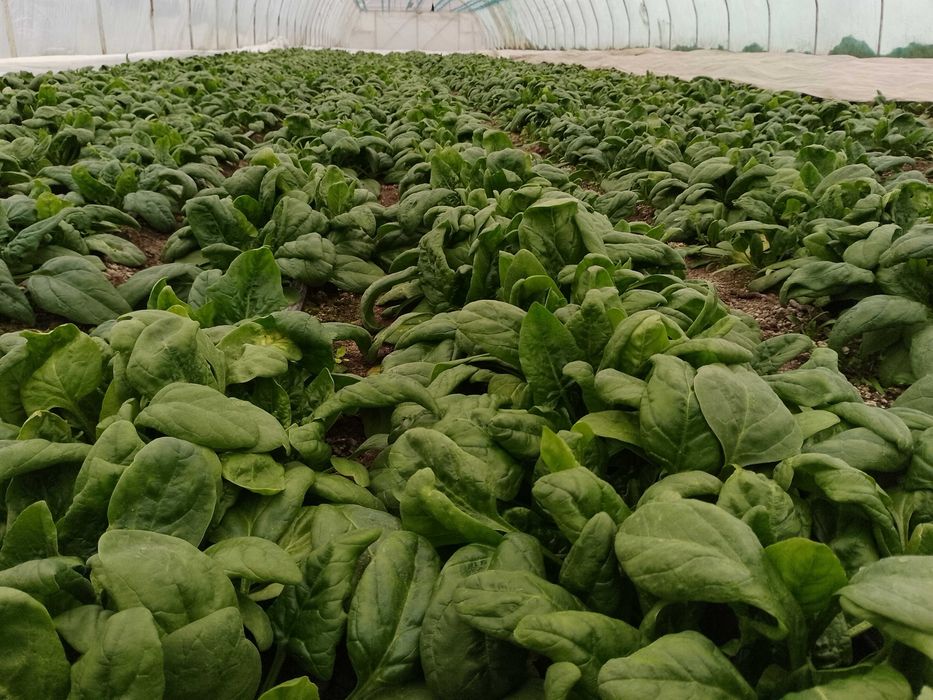 Vînd spanac bio din grădina