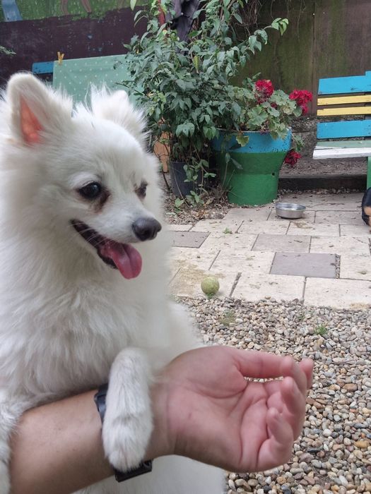 Vand pomeranian vulpino