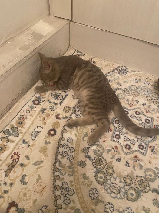 Отдам котенка (девочка)