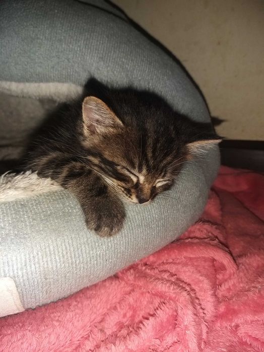 Котята в хорошие руки
