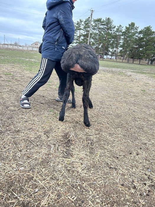 Продам кошкар Арашан