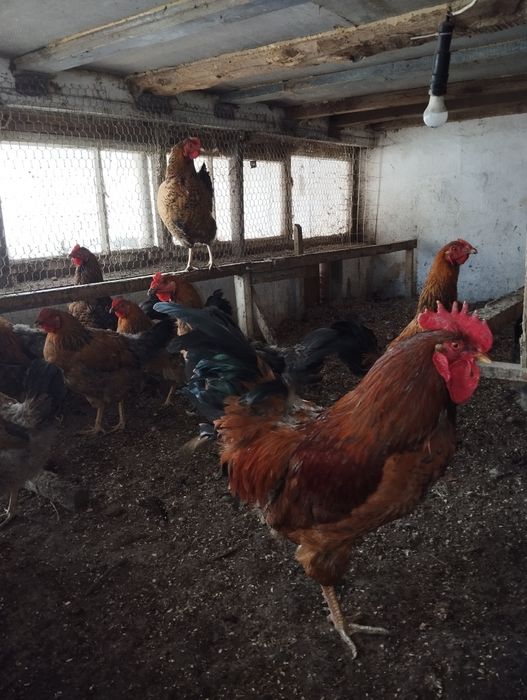 Яйцо инкубацыонное