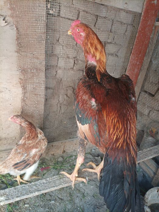 Xo'roz sotiladi yirik narsa