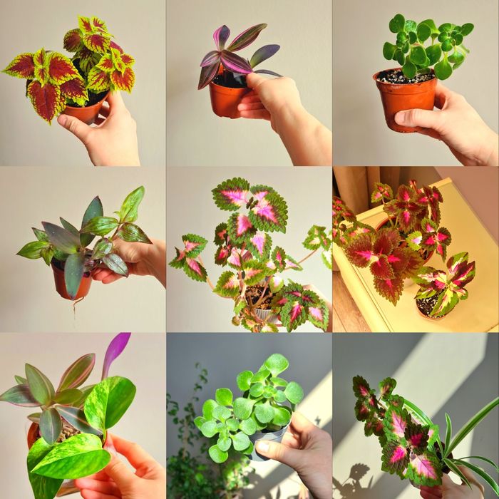 10 черенков за 5000