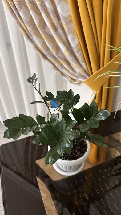 Продается домащние цветы