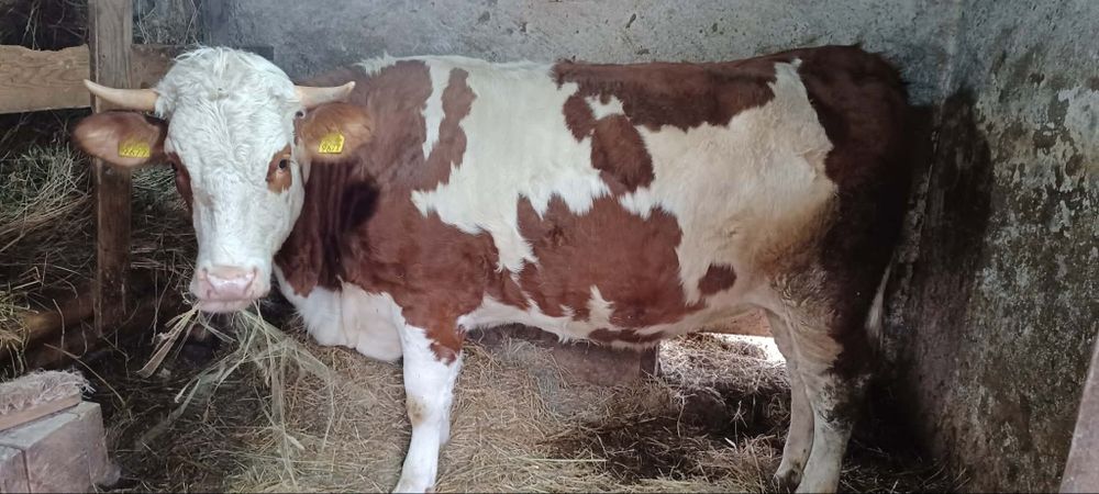 Vind jurinca la prima fătare