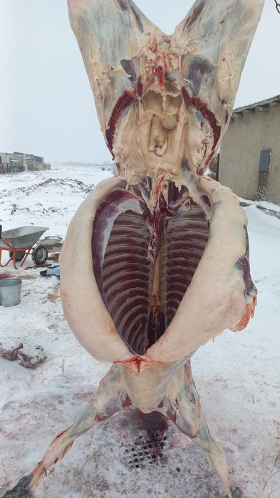 Мясо  конина продам