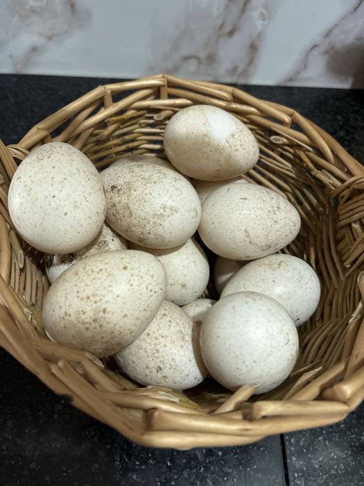 Продам индюшинные яйца( для инкубации)