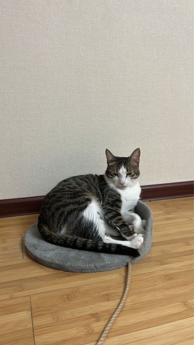 Пропал домашний котик по кличке Рами!