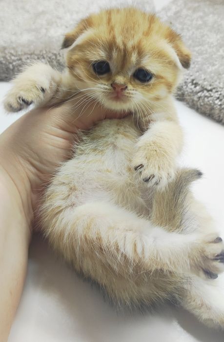 ШоТлаНдские КотЯта висЛоуХие ..