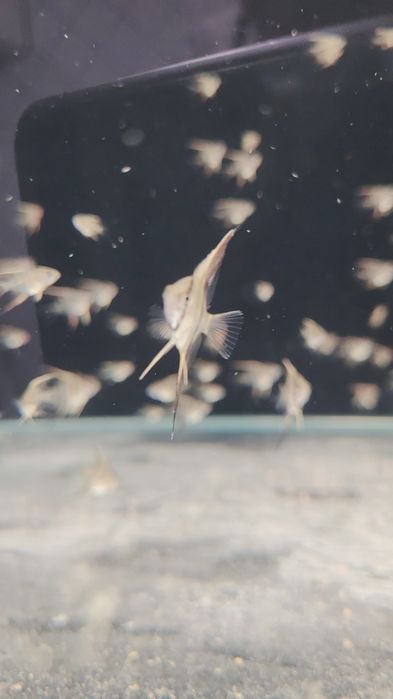 Rio Nanay Angelfish малки