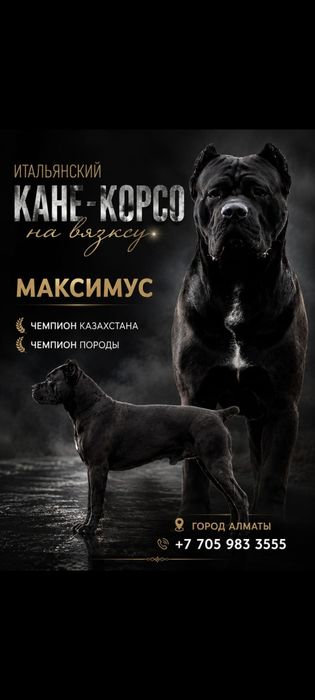 Кобель Кане Корсо вязка