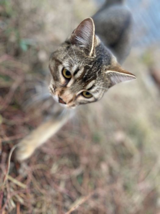 Кот охотник на крыс и мышей