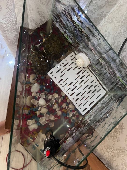 Продам черепах вместе с аквариумом