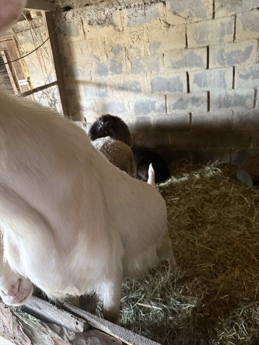 Коза и козел большие