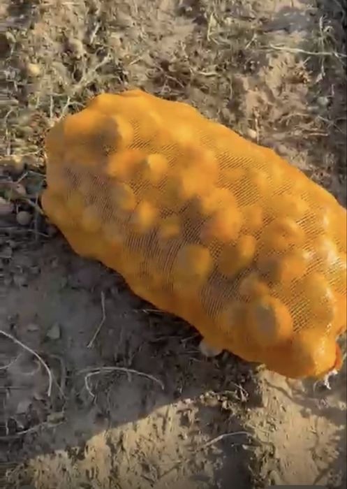 Картофель сорт Пикассо