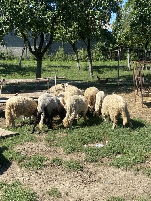 Vand oi cu lapte