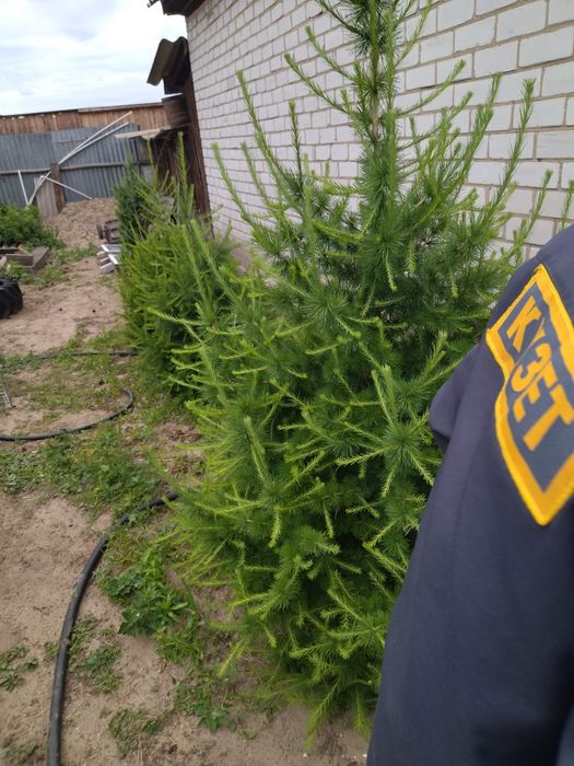 Листвиница молодая