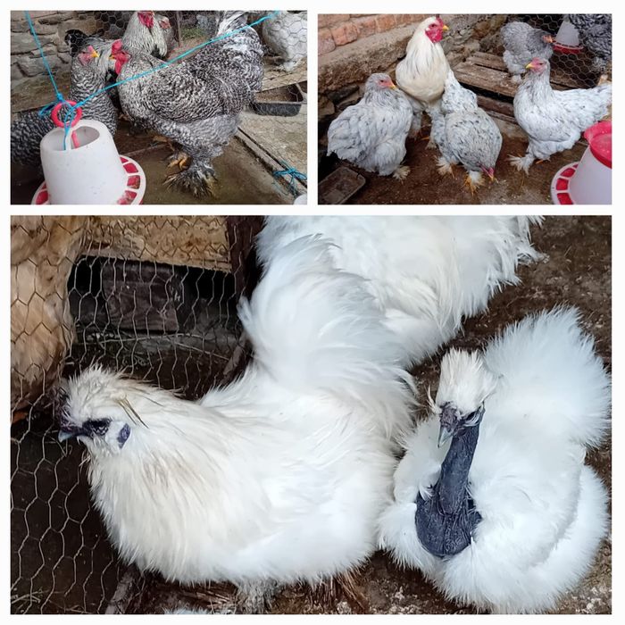 Oua Brahma exceptionale!