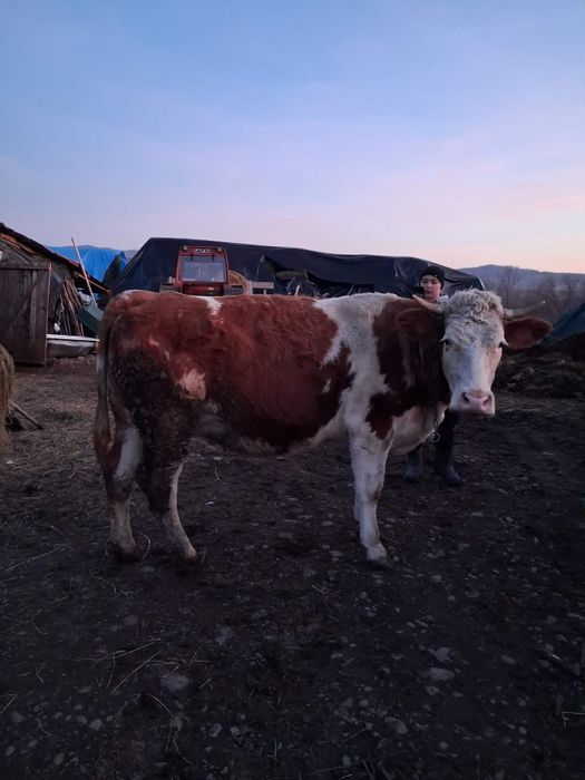 Vand vacii și juninci la prima fatare gestante împlinite de fatat și c